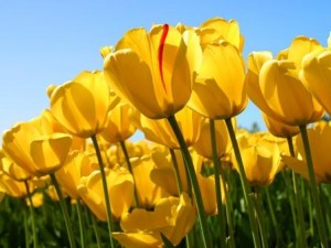 Tulips2