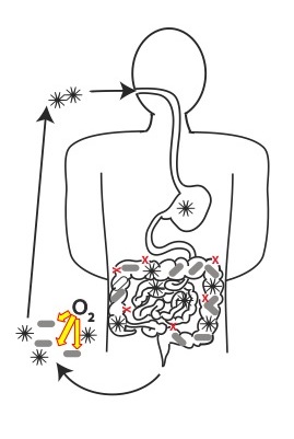 C Depth Infection Research | Erin B. Purcell