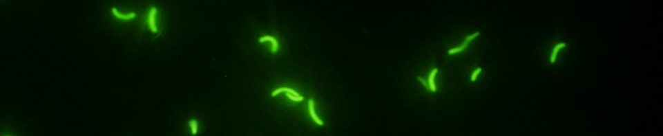 cropped-Green-1.jpg